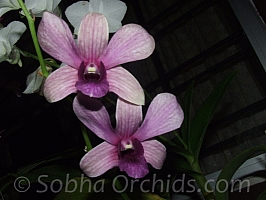 dendrobium strpe